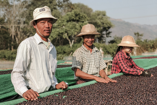 PaO coffee myanmar coffee speciality single origin coffee