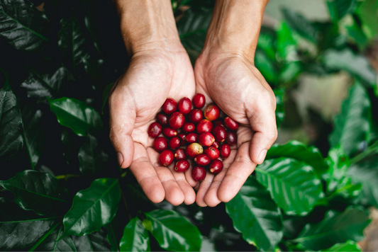 about coffee processing around the coffee belt, natural coffee process, anaerobic coffee process, cerrado natural process