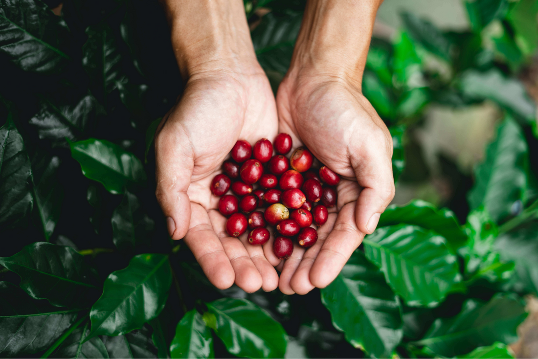 about coffee processing around the coffee belt, natural coffee process, anaerobic coffee process, cerrado natural process